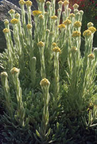 Helichrysum plicatum ssp plicatum